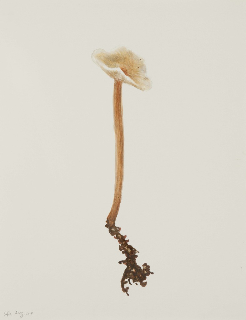 Mycena sp. #2, 2019