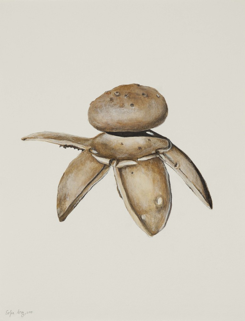 Myriostoma coliforme, 2019