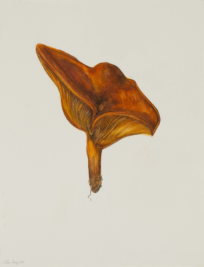 Omphalatus olearius, 2018