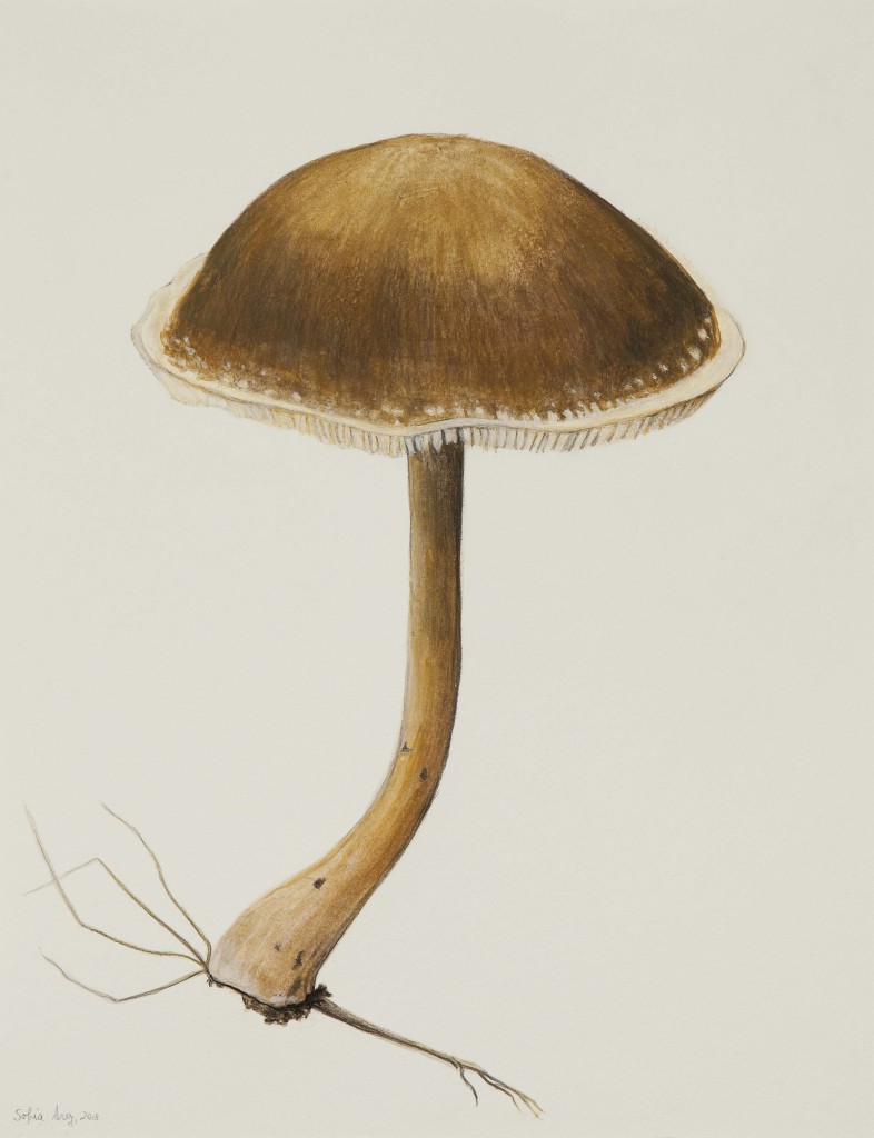 Panaeolus sp., 2018