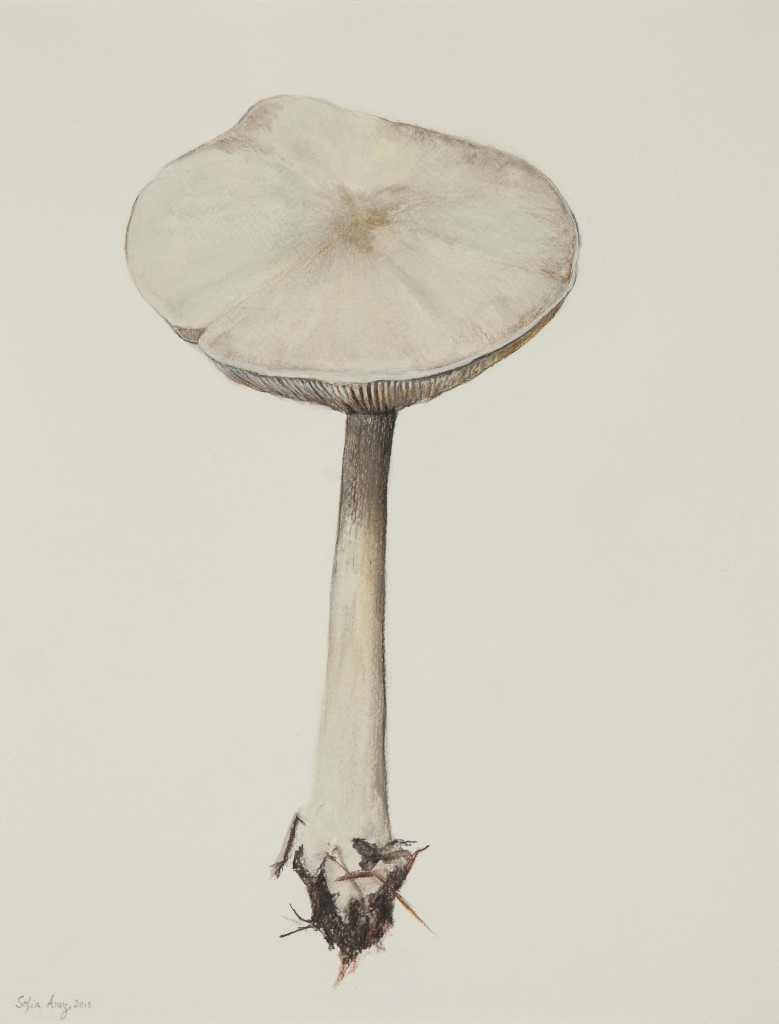 Psathyrella, 2018