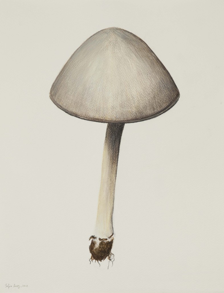 Psathyrella candolleana, 2018