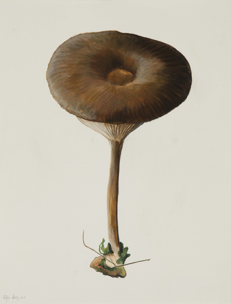 Pseudoclitocybe cyathiformis #1, 2018