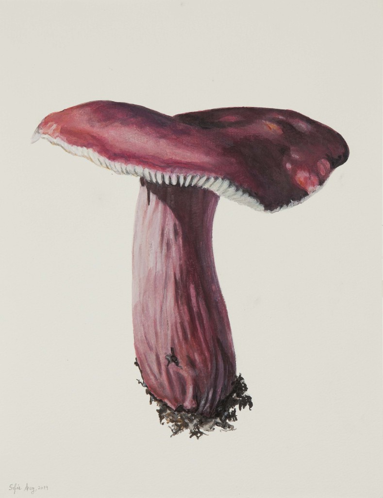 Russula sardonia, 2019