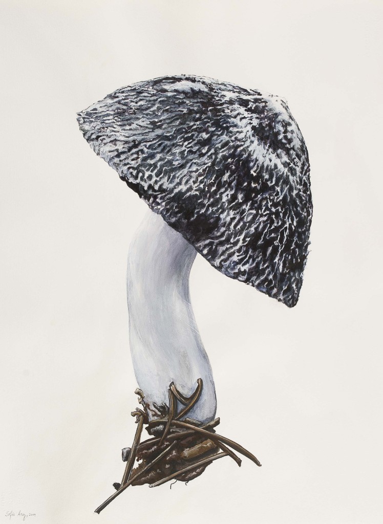 Tricholoma terreum, 2019