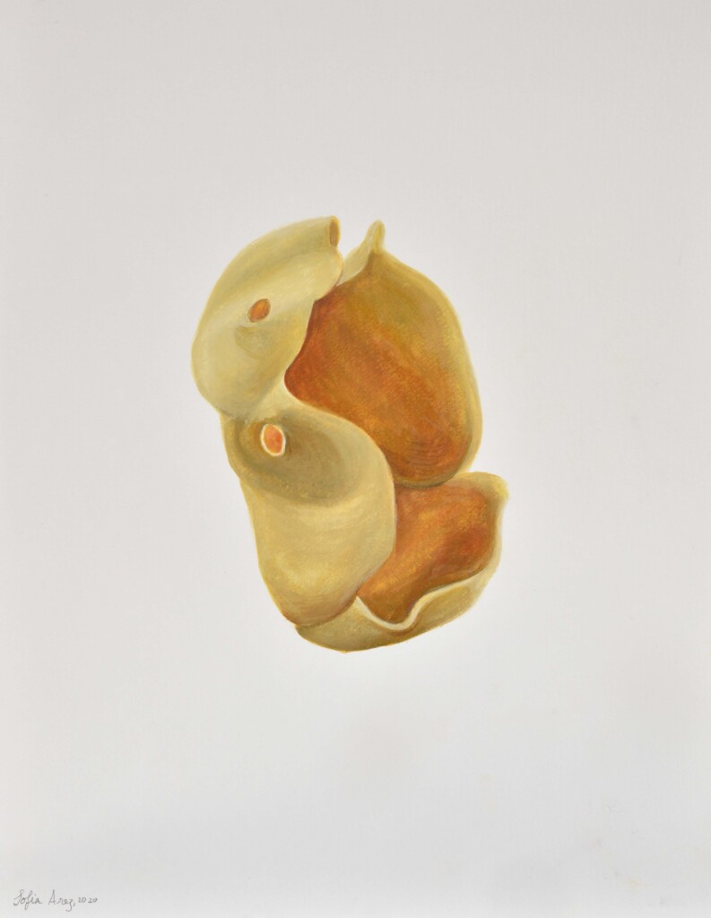 Aleuria aurantia, 2020