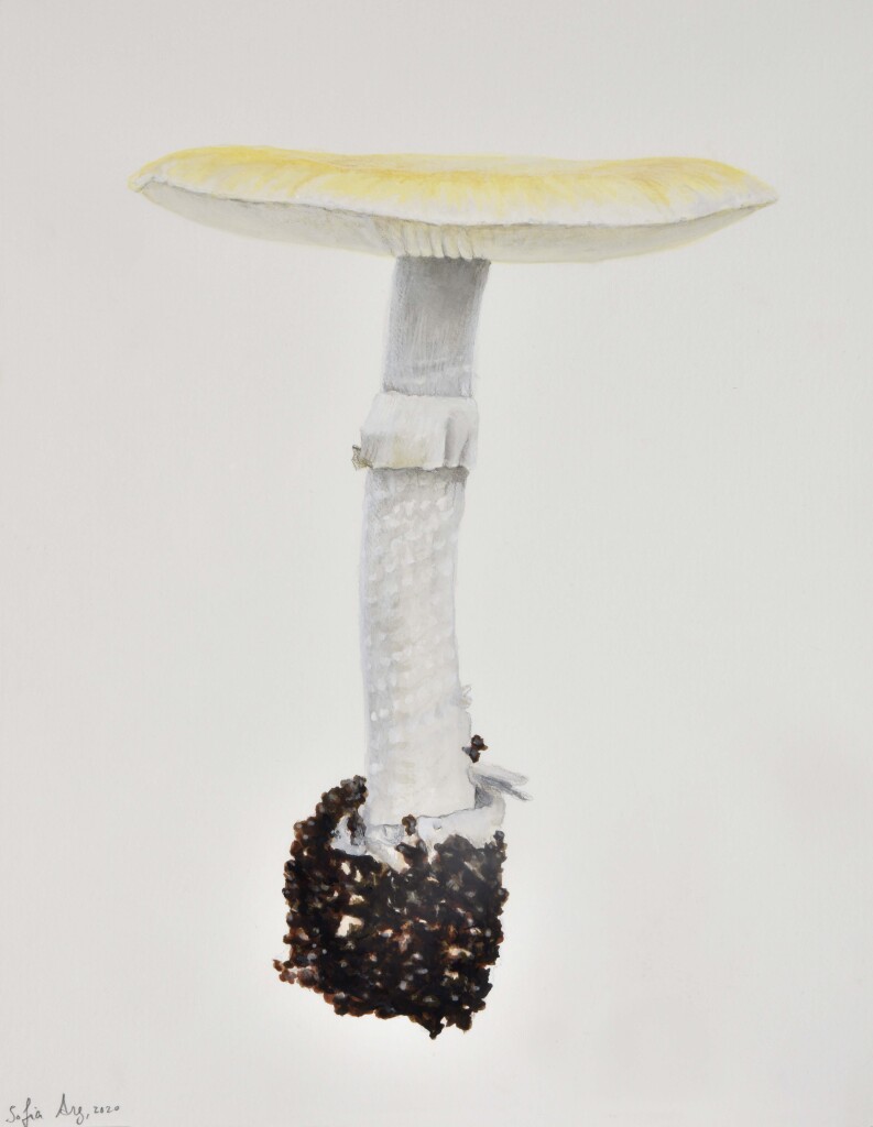 Amanita sp., 2020