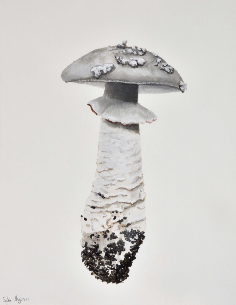 Amanita excelsa, 2020