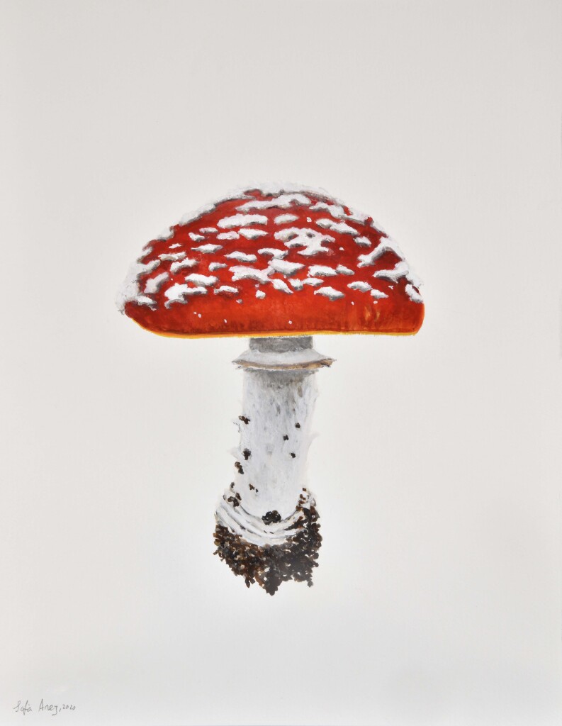 Amanita muscaria #2, 2020