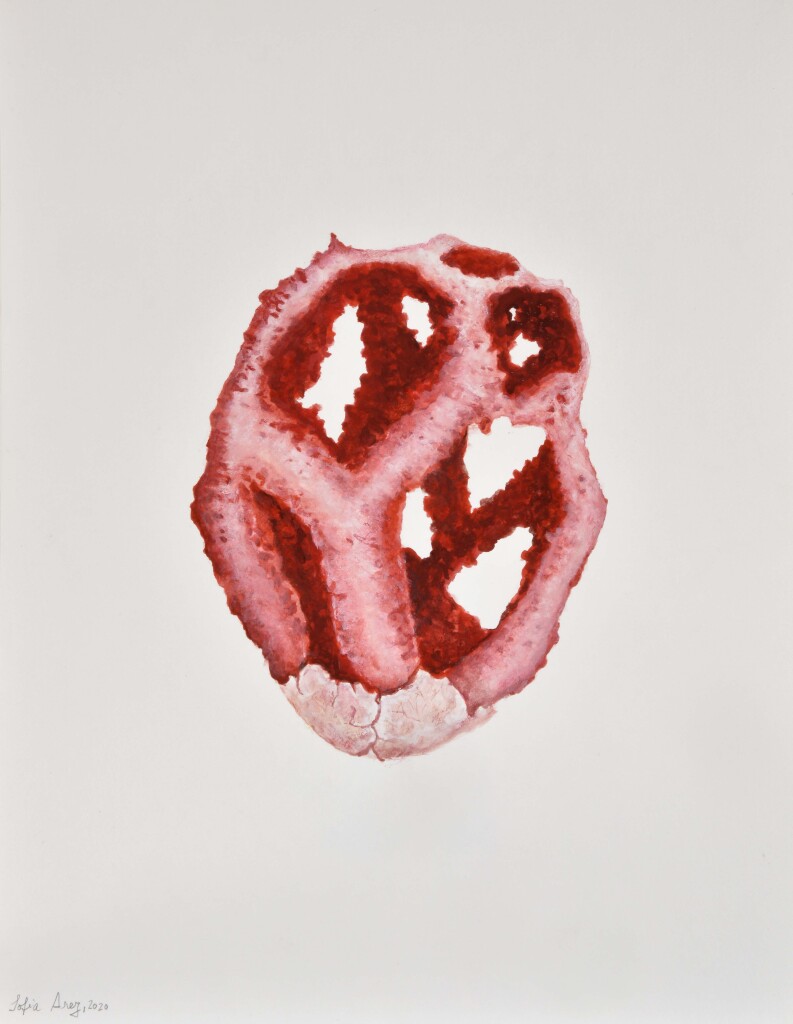 Clathrus ruber, 2020