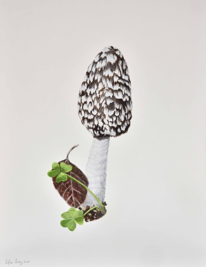 Coprinus picacea, 2020