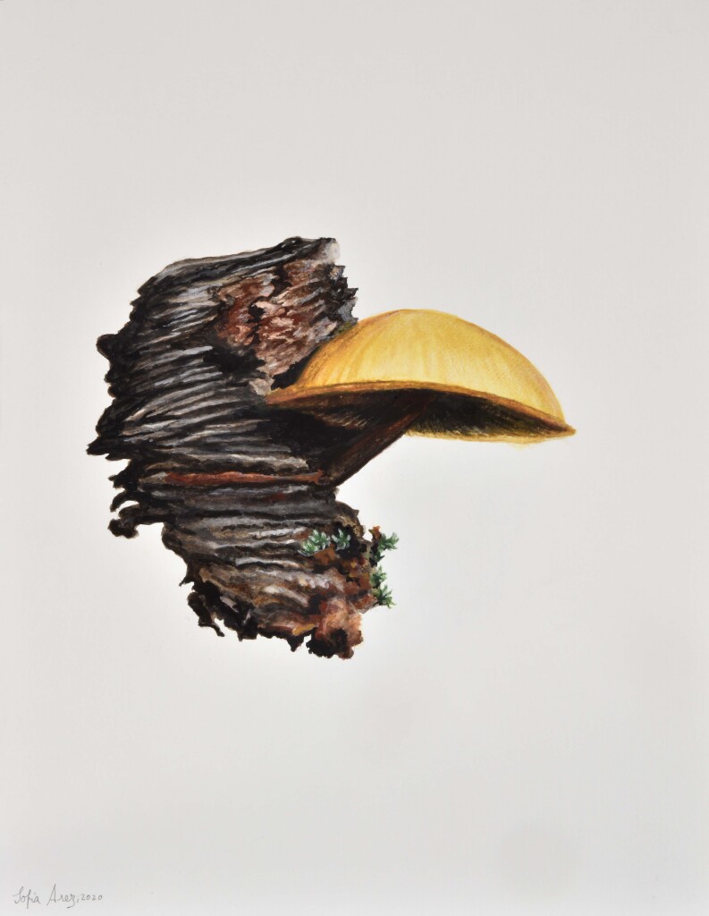 Gymnopilus penetrans, 2020