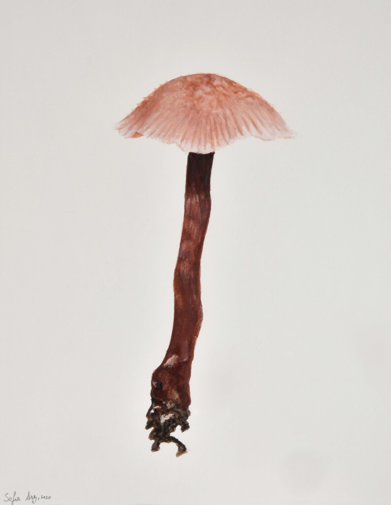 Laccaria purpureobadia #1, 2020 