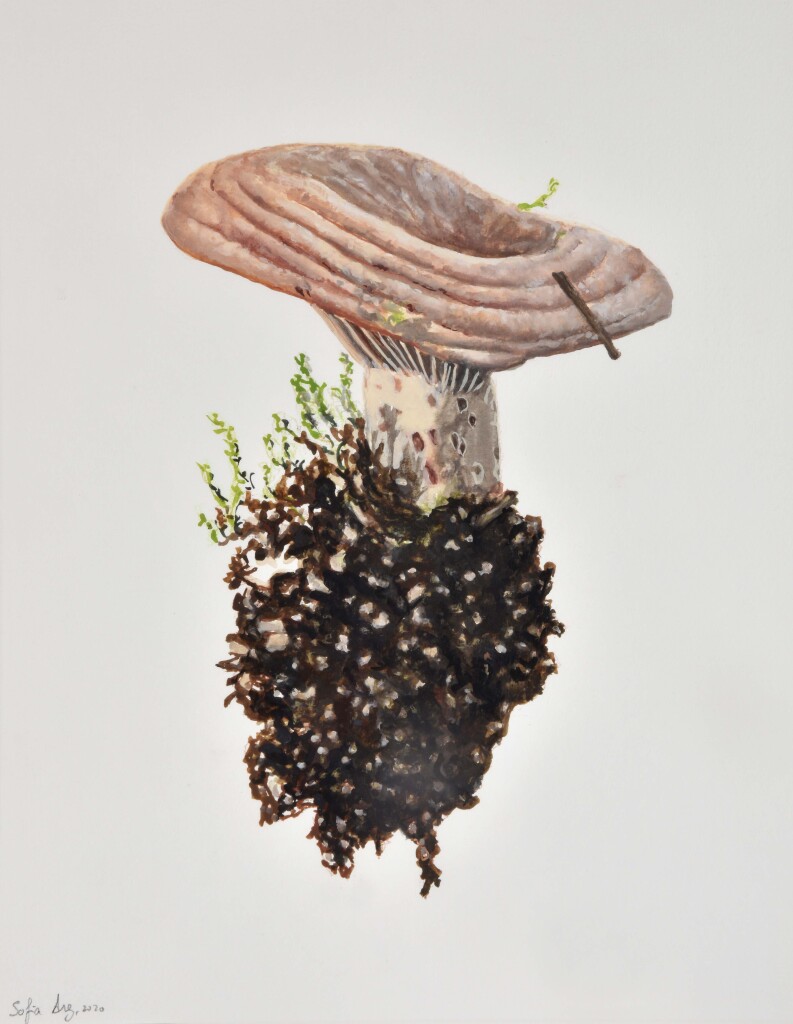 Lactarius sanguifluus, 2020