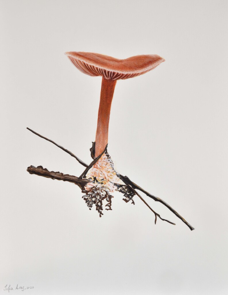 Tubaria furfuracea, 2020 