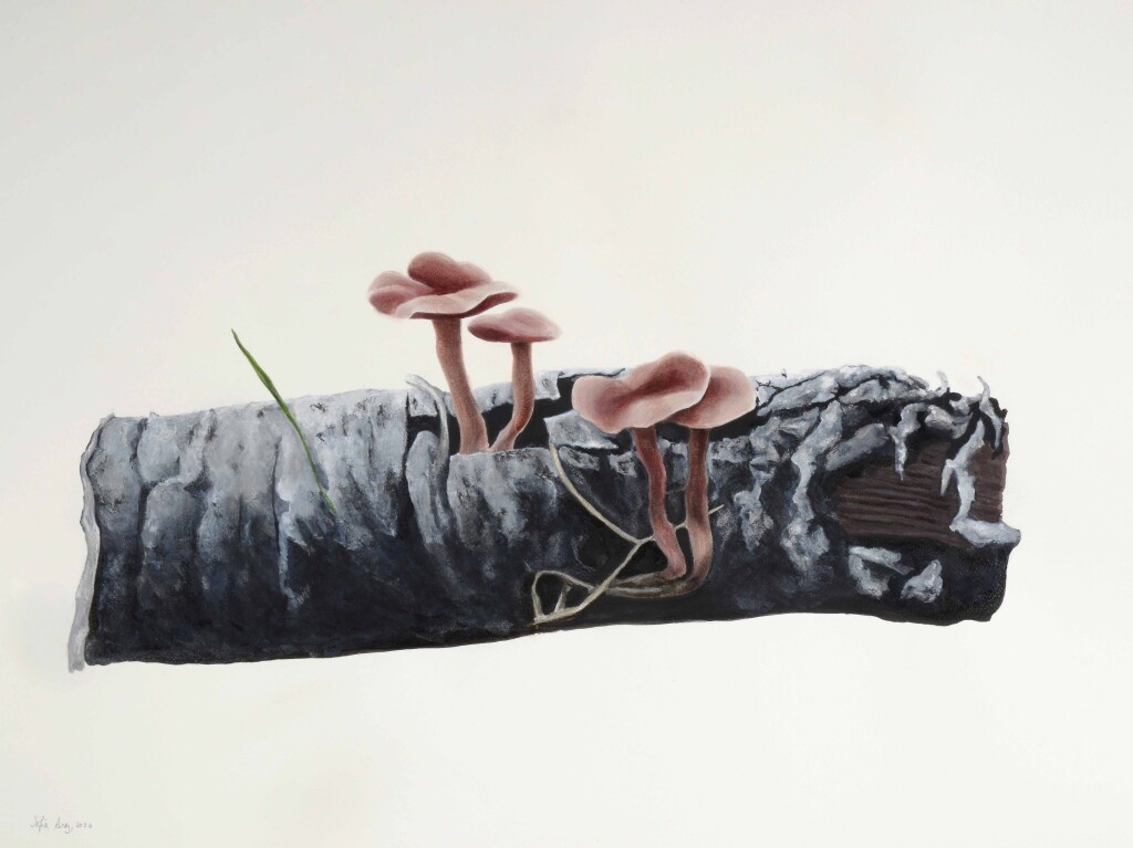 Laccaria bicolor, 2020
