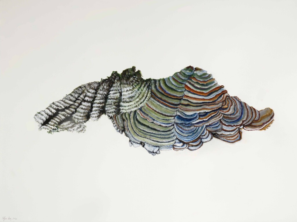 Trametes versicolor, 2020