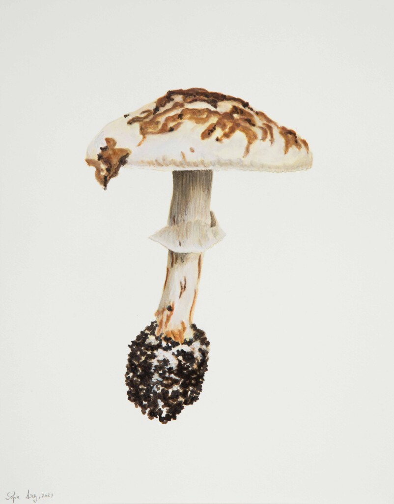 Amanita sp., 2021