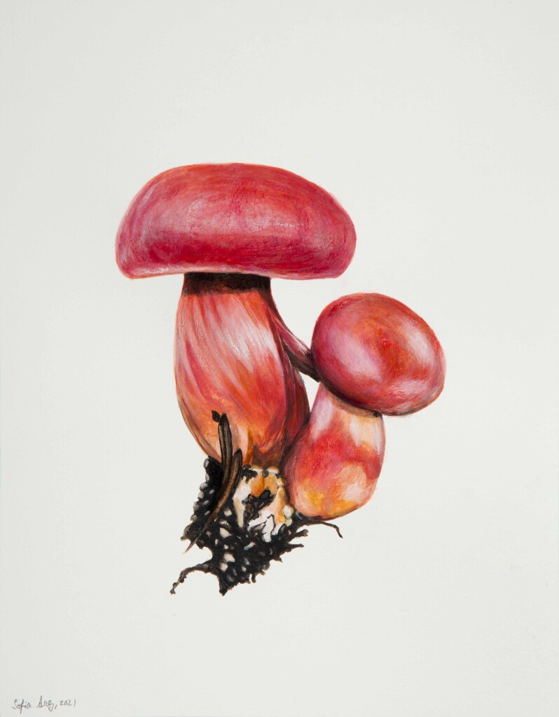 Boletus rubellus, 2021