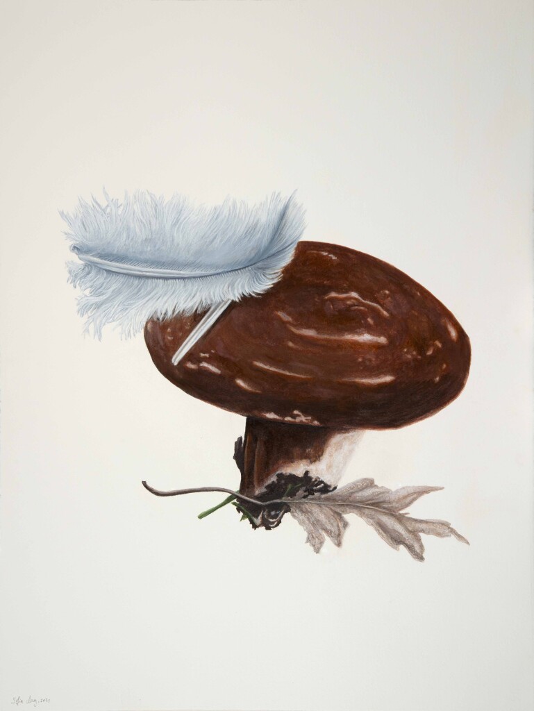 Clitocybe sp.#4, 2021