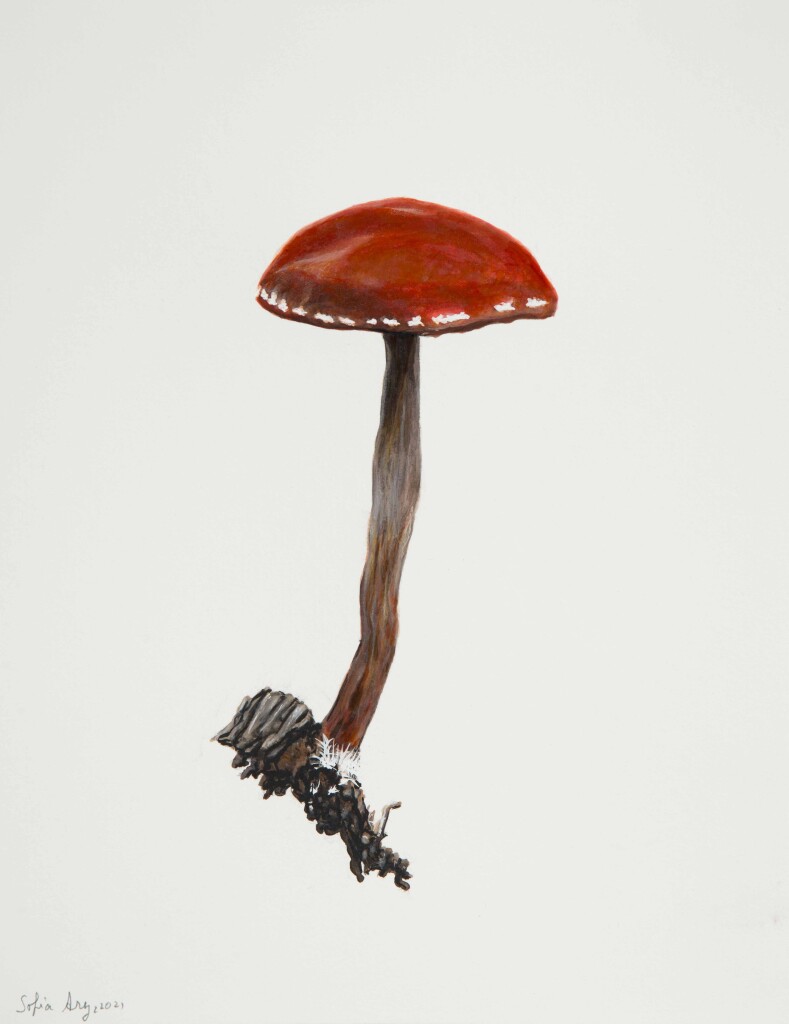 Leratiomyces ceres, 2021