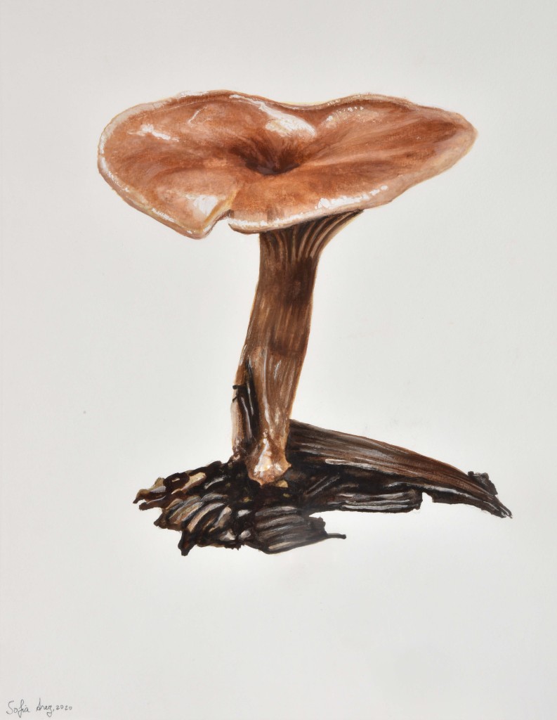 Lepista flaccida, 2020