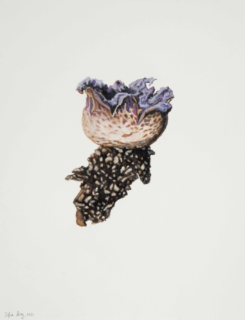 Scleroderma-verrucosum, 2021