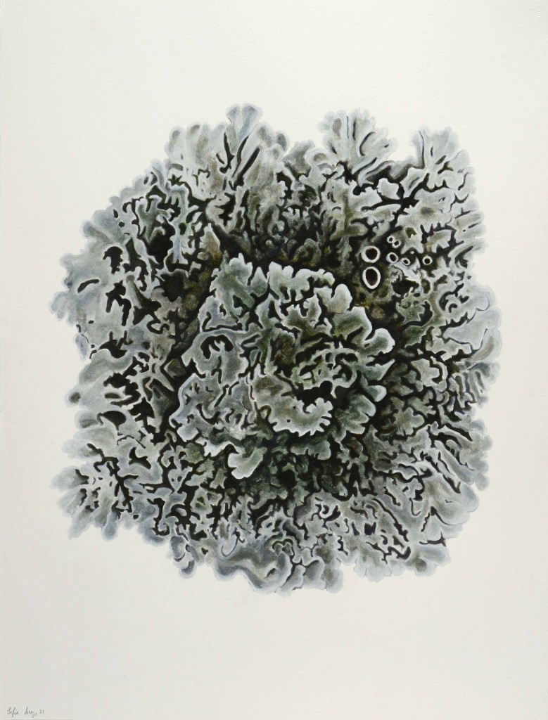 parmelina tilácea, 2021