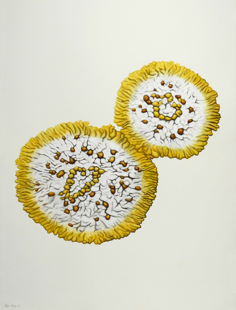 Caloplaca flavescens, 2021