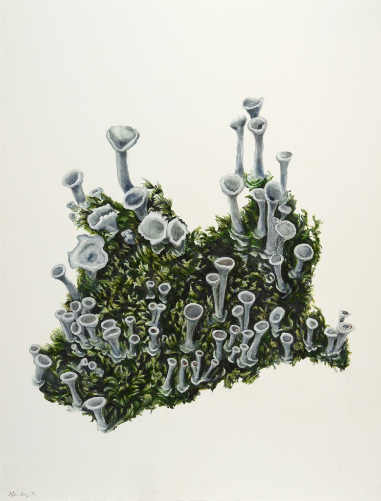 Cladonia pyxidata group, 2022