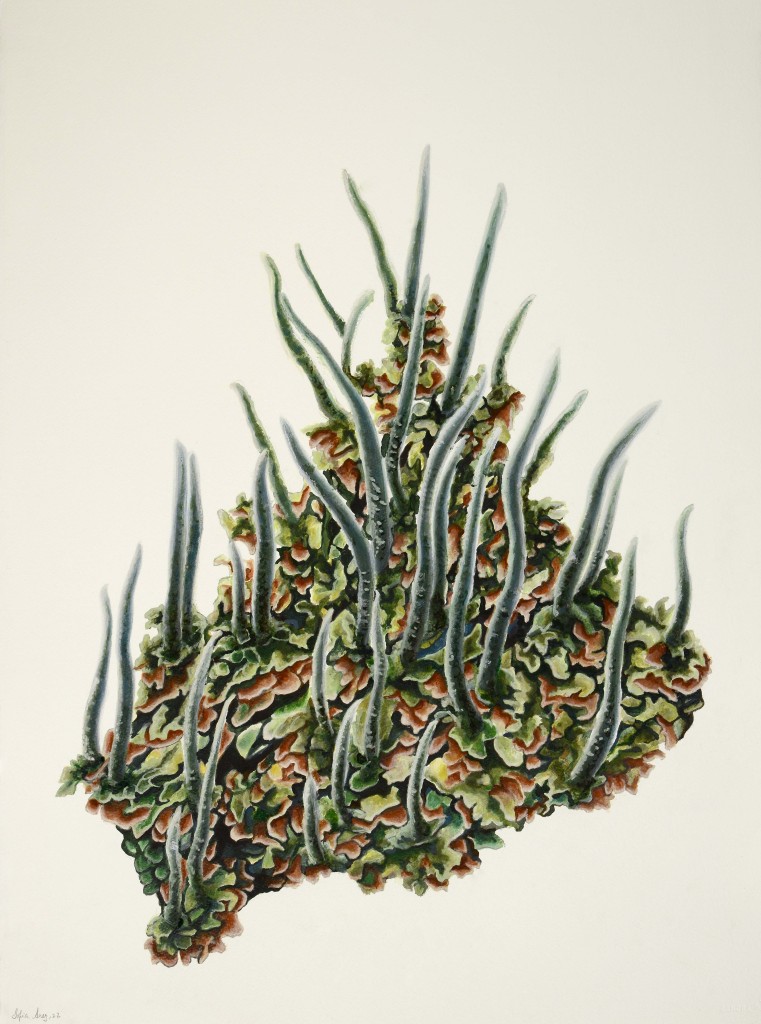 Cladonia coniocraea, 2021