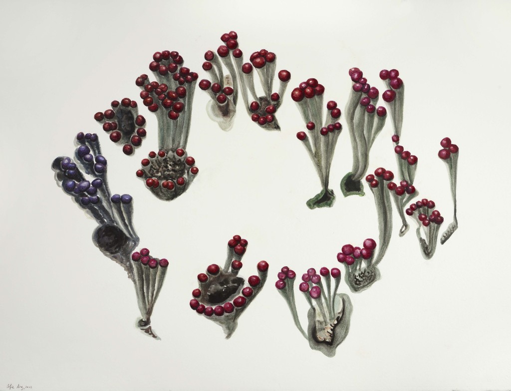 Cladonia from the group coccifera, 2022