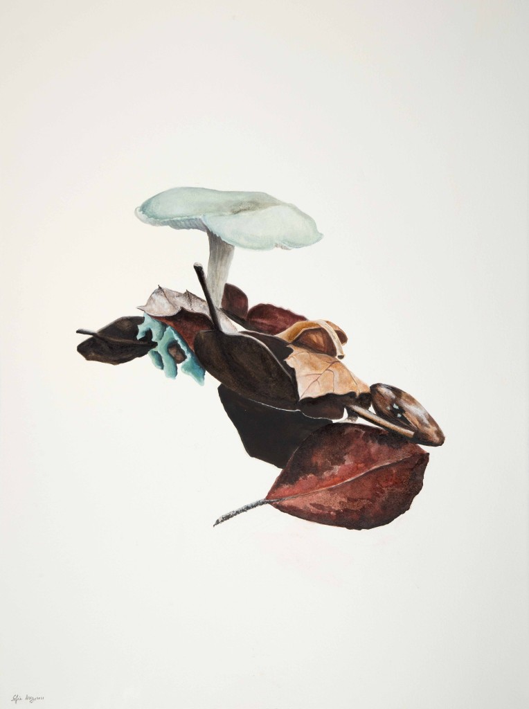 Clitocybe odora, 2021