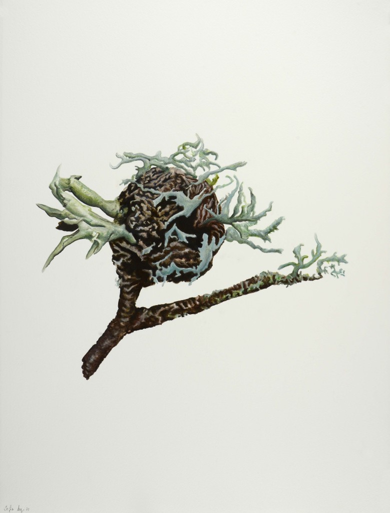 Evernia prunastri e Ramalina sp. colonizing a cedar corn, 2021