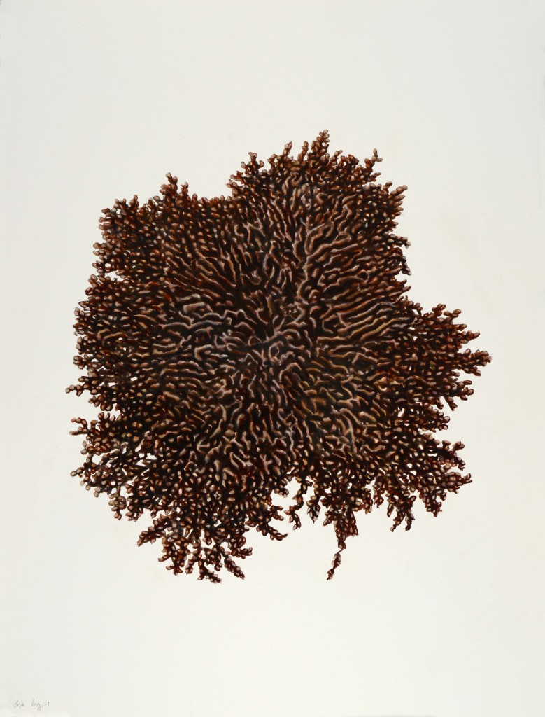 Frullania dilatata, 2021