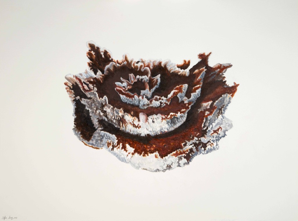 Hydenellum scrobitulatum, 2021