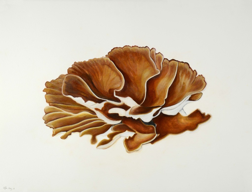 Laetiporus sulphureus, 2021