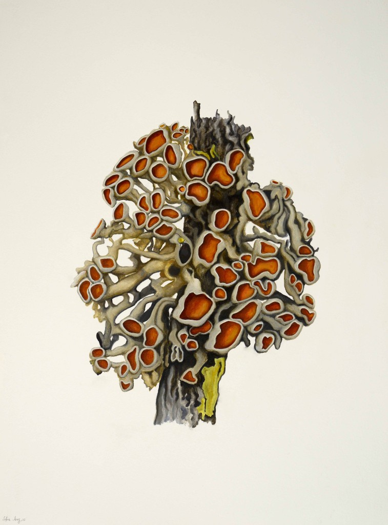 Teloschistes chrysophtalmus, 2021