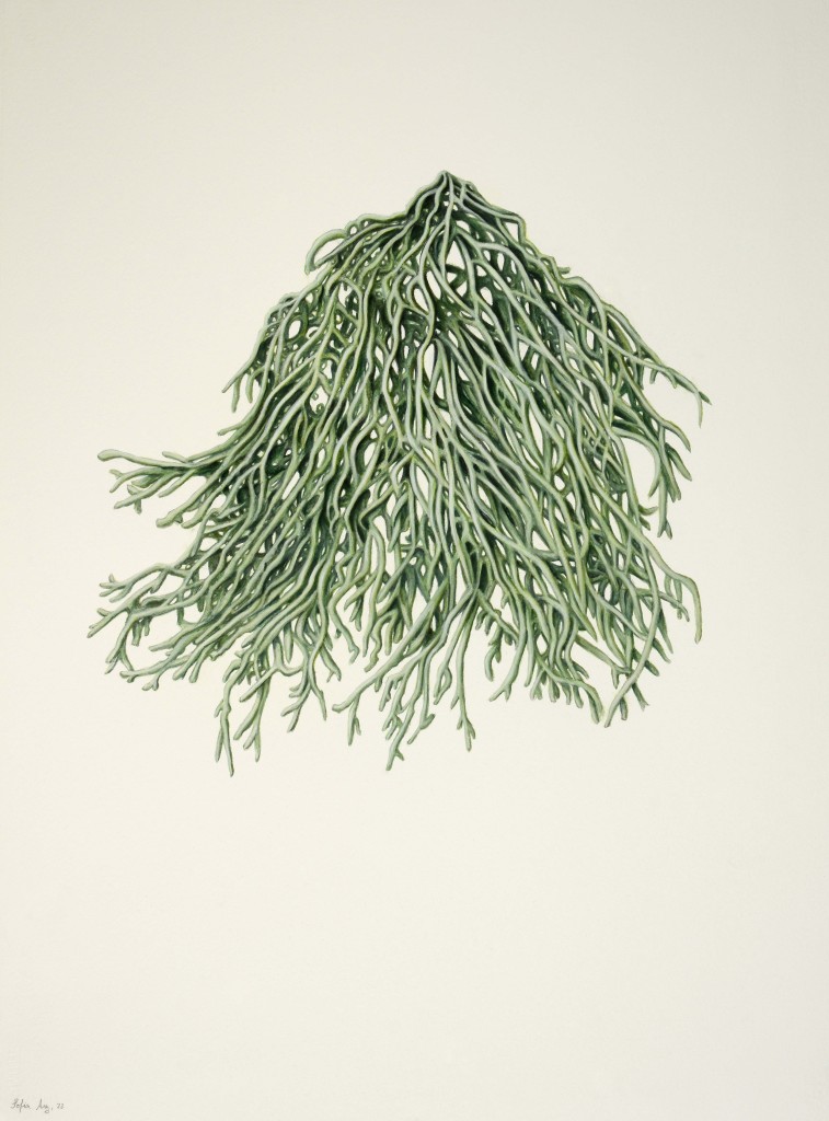 Usnea sp., 2022