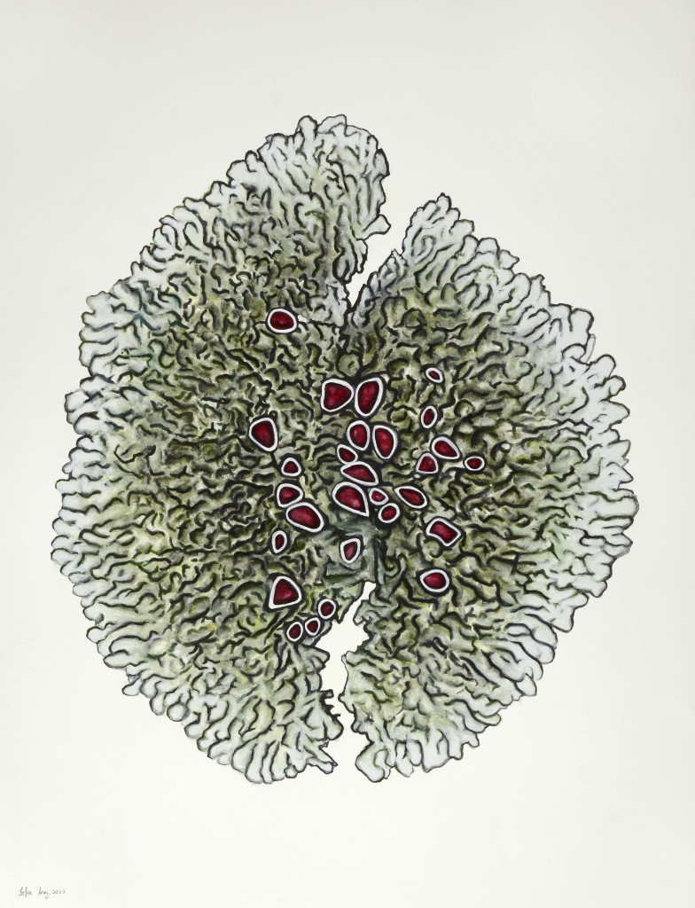 Xanthoparmelia conspersa, 2022