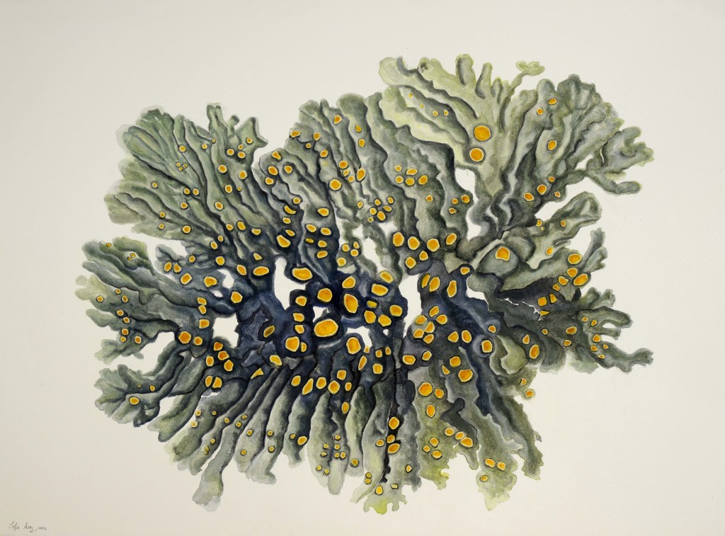 Xanthoria parietina, 2021
