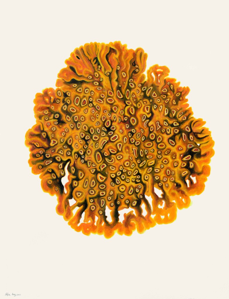 Xanthoria parietina, 2022