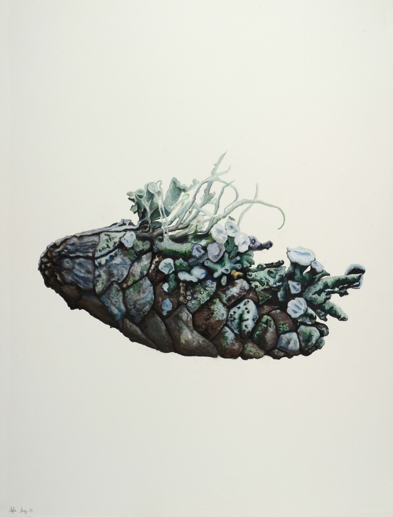 Lichen community growing on a pinecone, 2021