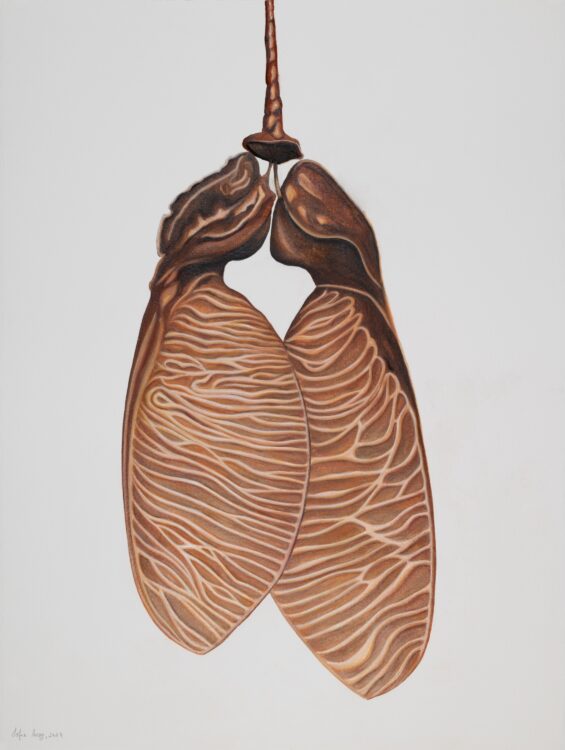 Acer monspessulanum, 2024