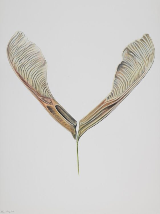 Acer negundo, 77 x 56 cm, watercolour on paper, 2024