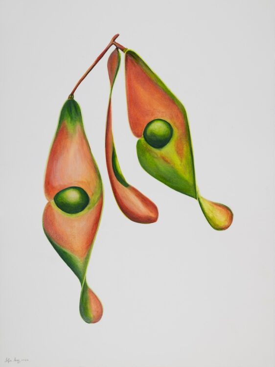 Ailanthus altissima, 77 x 56 cm, watercolour on paper, 2024