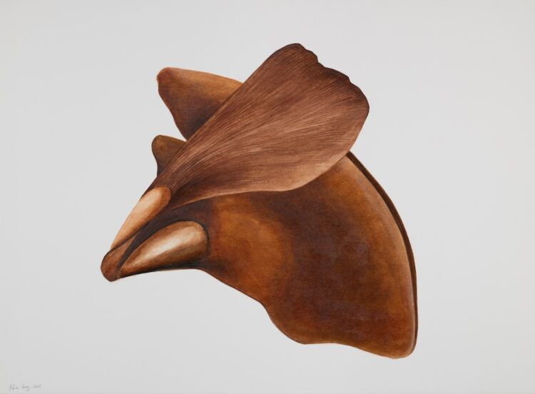 Araucaria Juss, 56 x 77 cm, watercolour on paper, 2025