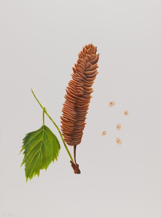 Bétula, 77 x 56 cm, watercolour on paper, 2025