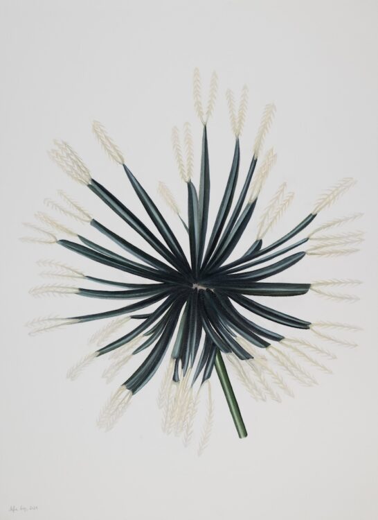 Bidens pilosa, 77 x 56 cm, watercolour on paper, 2025