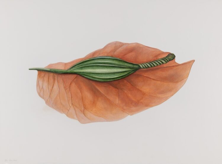 Bougainvillea Comm. 56 x 77 cm, watercolour on paper, 2025